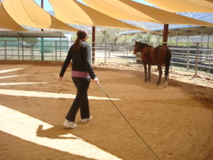 Walking the horse in the ring