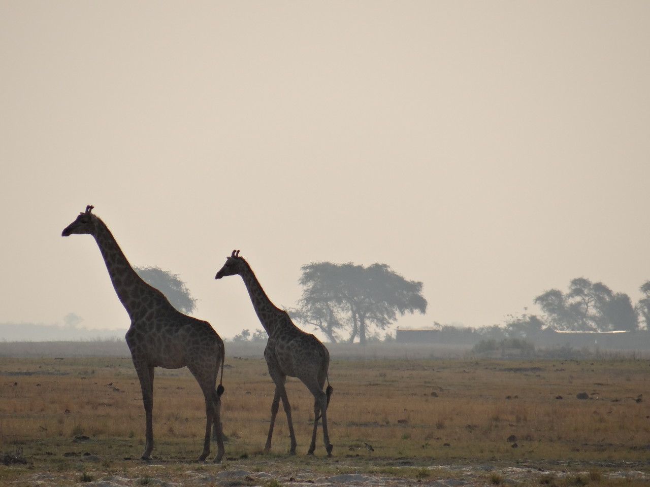 Giraffe and baby giraffe Botswana Chobe