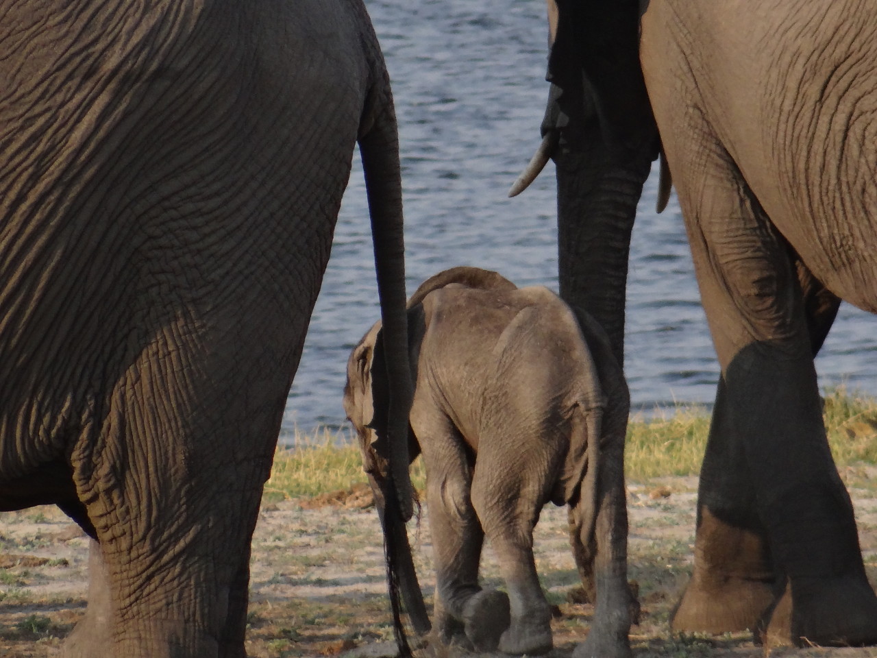 baby elephant botswana