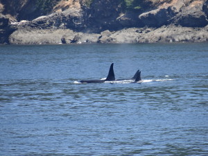 Orca Whales Friday Harbor