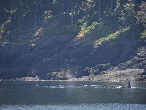 Whale watching in Friday Harbor