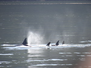 Orca Pod Friday Harbor