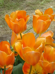 Tulips at Keukenhof