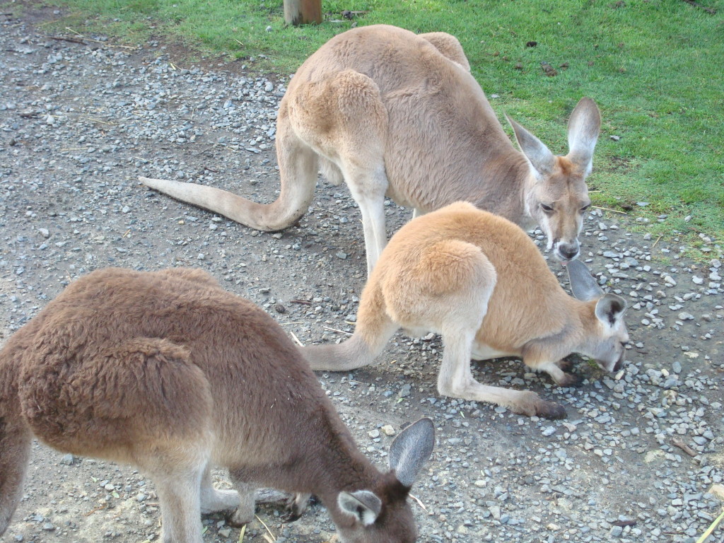 Kangaroos in Australia