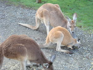 Kangaroos in Australia
