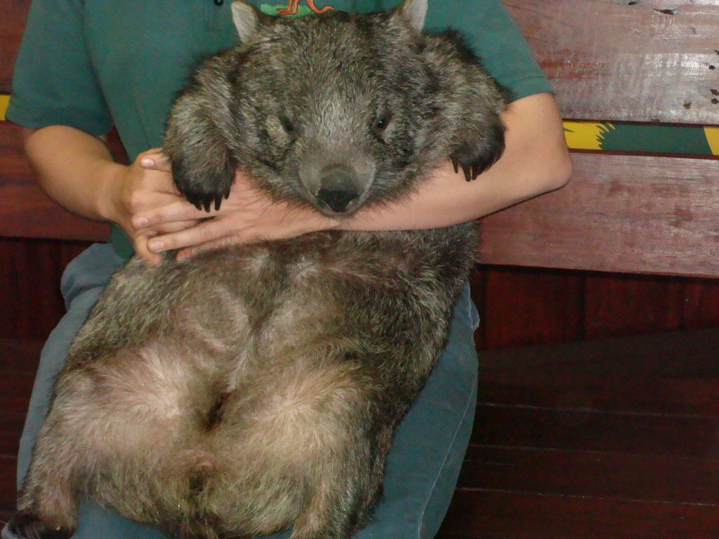 Wombat Australia