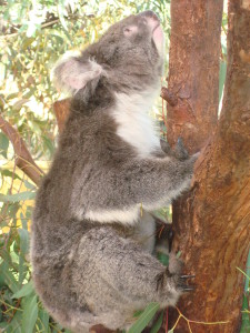 Koala Australia