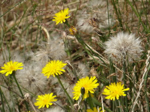 Flowers at Olympic Sculpture Park