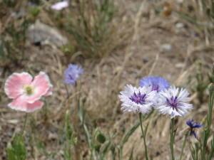 Flowers at Olympic Sculpture Park