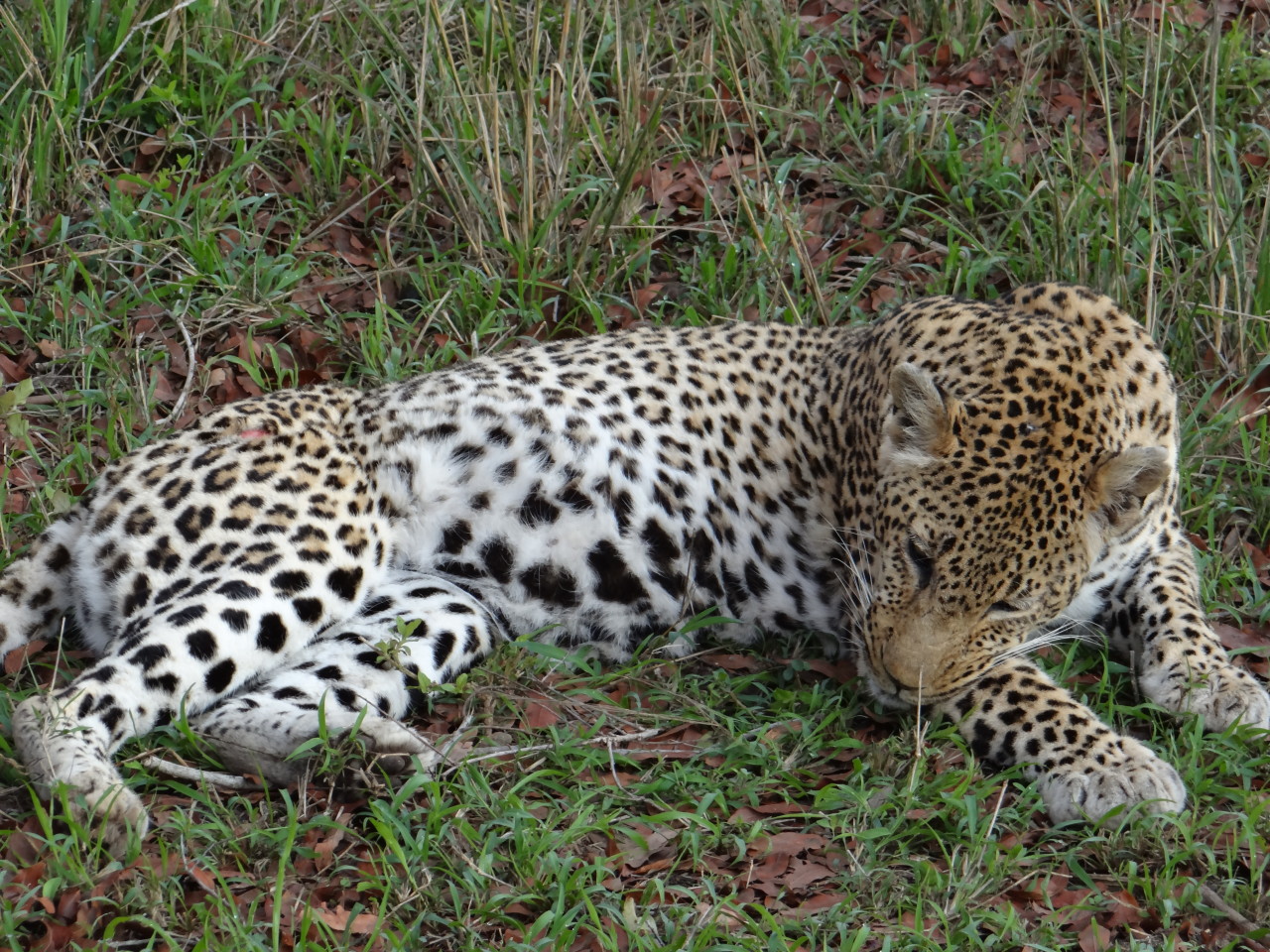 Leopard safari sabi sands