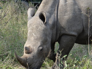 Rhino South Africa Safari Sabi Sands