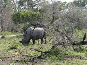 Black Rhino South Africa safari Sabi Sands