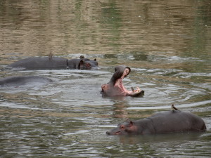 Hippos yawning in South Africa