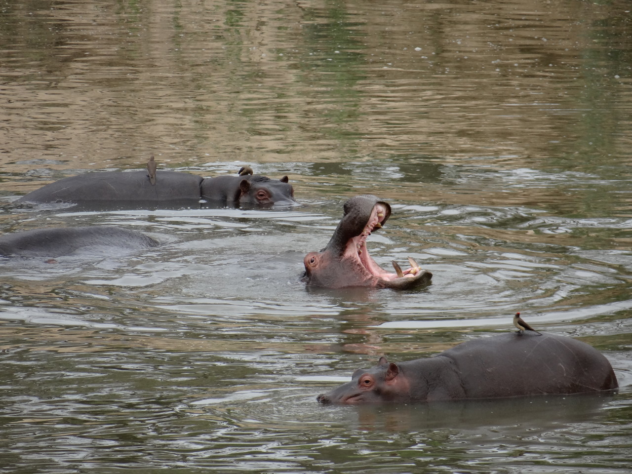 Hippo yawning in South Africa