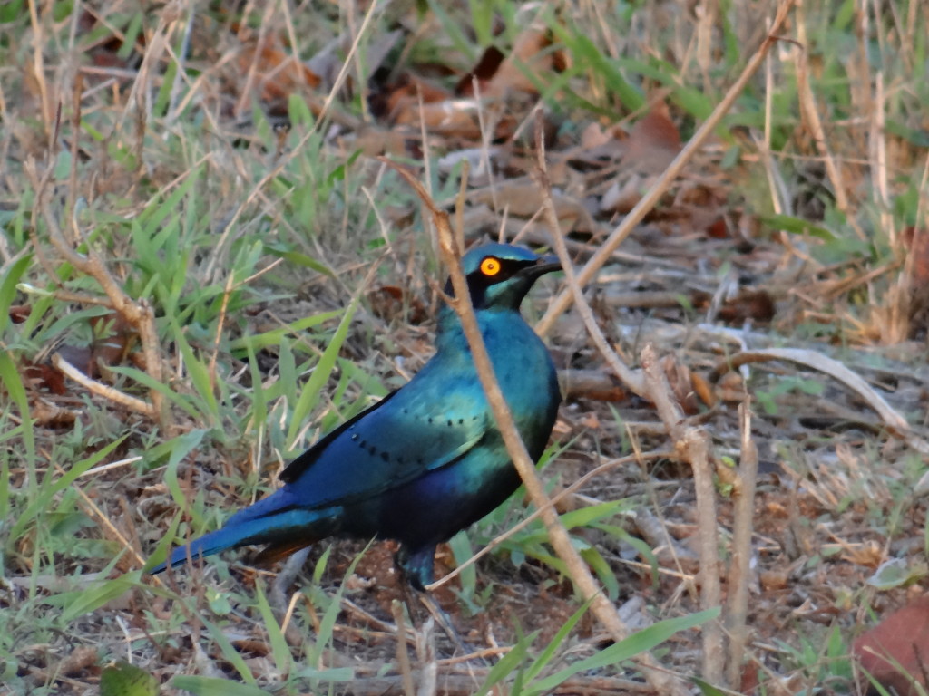 One of many interesting birds on Safari in Sabi Sands