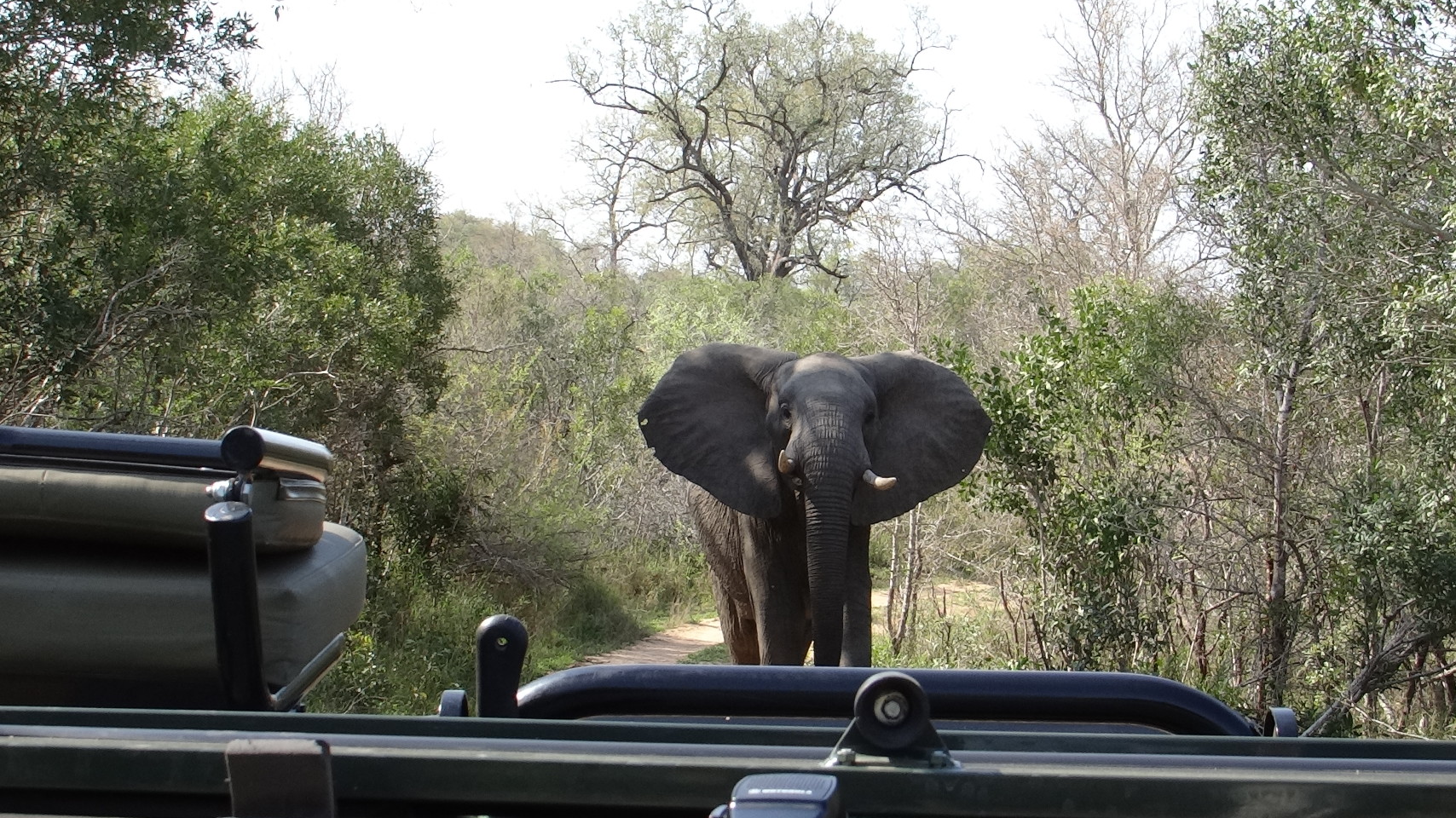 Elephant traffic on safari Kruger Sabi Sands