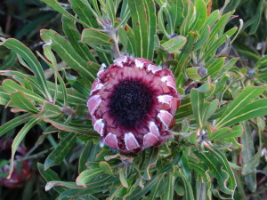 South African flower - hard to be sad with pretty flowers