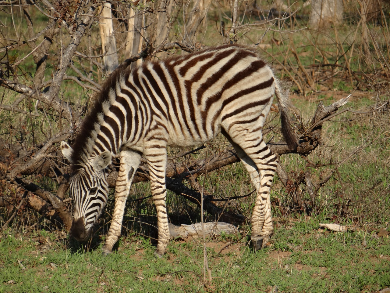 Zebra on safari in south africa sabi sands game reserve