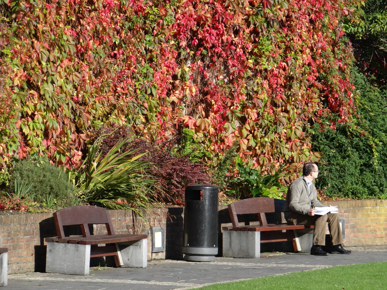 Fall colors in Dublin's park