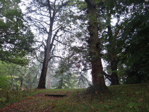 The woods at Avoca in Dublin