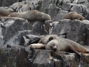 Seals along coastline of Tasmania