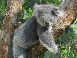 Koala sleeping in tree in Australia