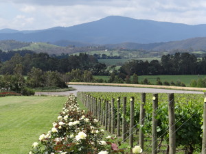 Chandon winery in Yarra Valley
