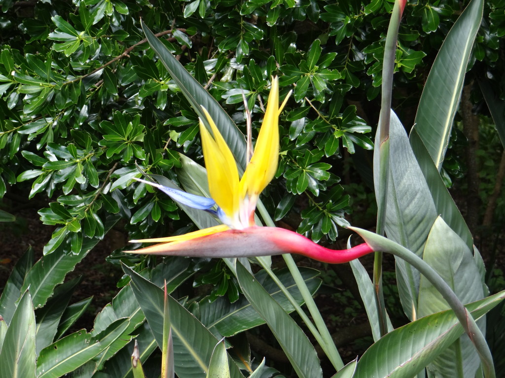 Yellow bird of paradise, Mandela's Gold