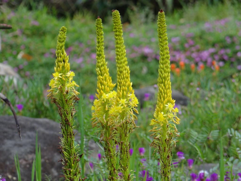 Yellow cone flowers at Kirstenbosch Cape Town South Africa