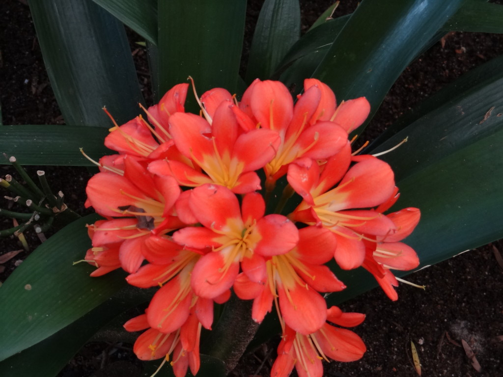 Orange flowers at Kirstenbosch Gardens