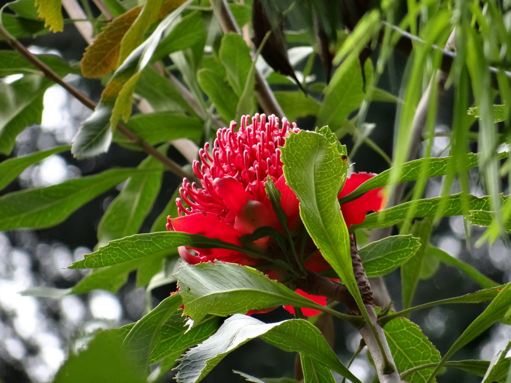 Red flower at Kirstenbosch Garden