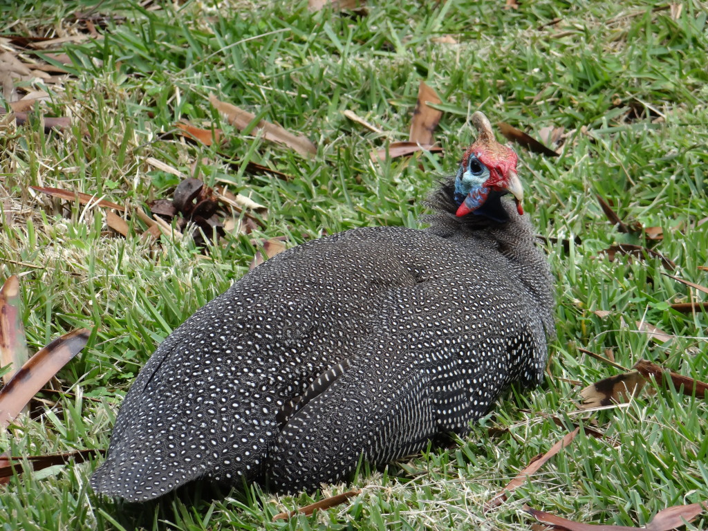 Resting wildlife in front of the lawn music venue