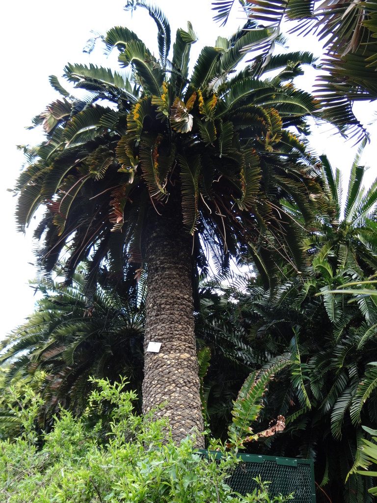 Cycad tree South Africa