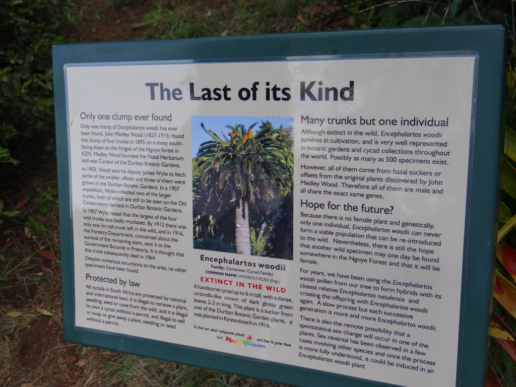 All about the Cycad tree, extinct in the wild and protection by law