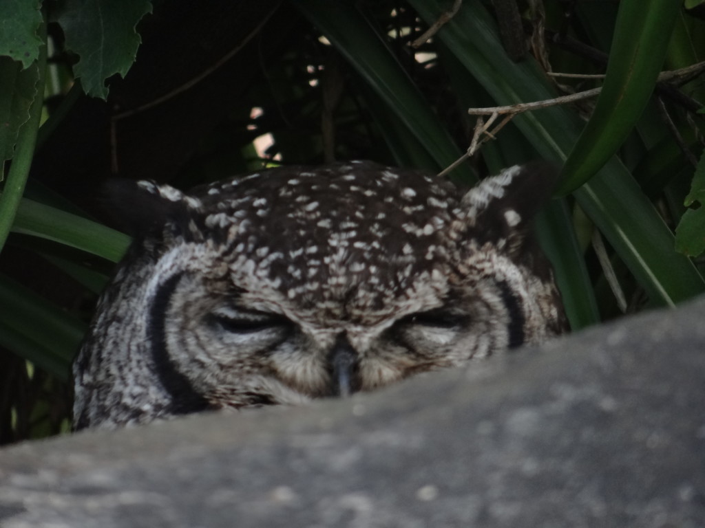 Nesting Owl at Kirstenbosch