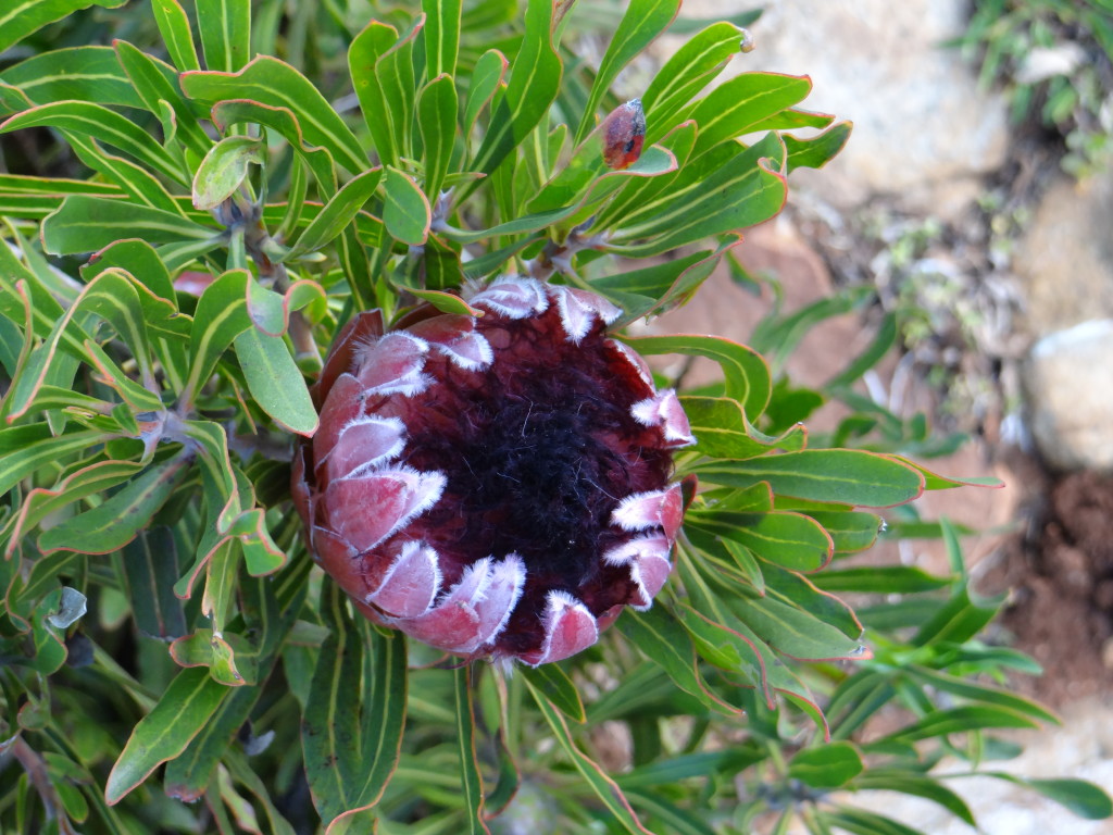 Such a unique flower - example of the variety in the flora kingdom