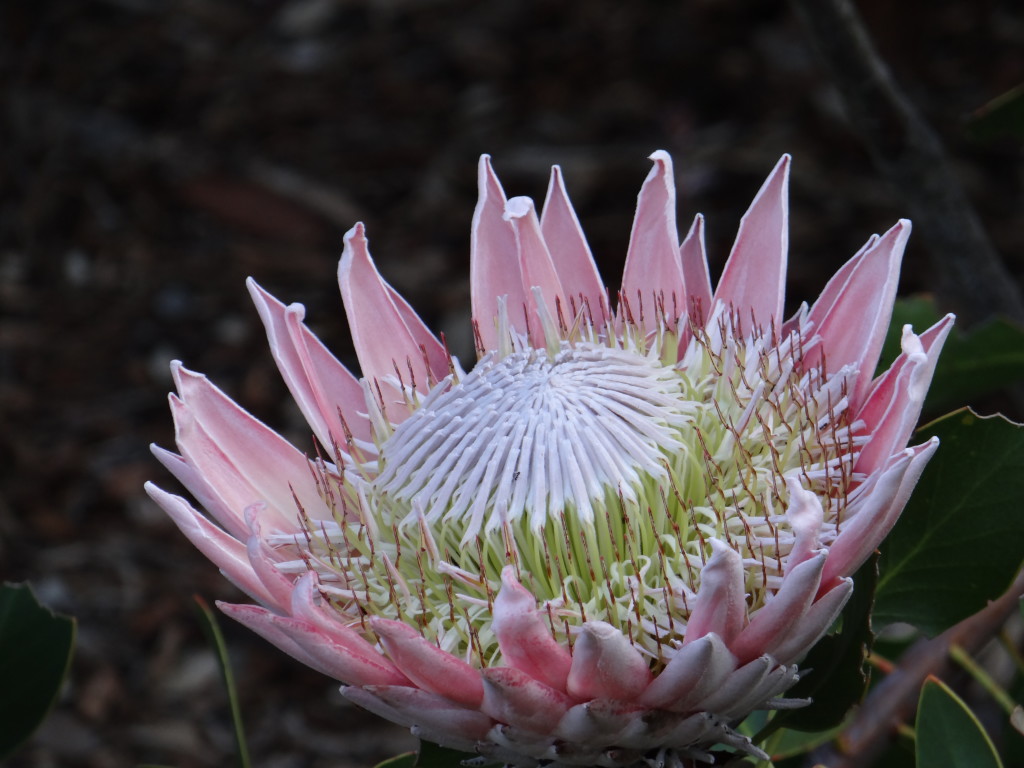 South African flower at Kirstenbosch