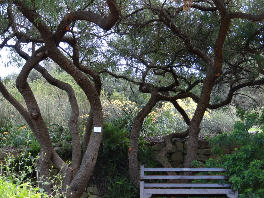 Trees at Kirstenbosch