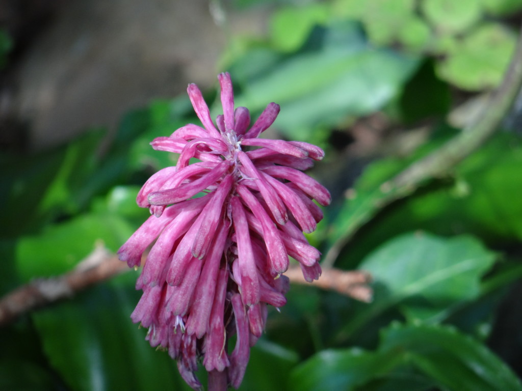 You need a keen eye to find the flowers hiding