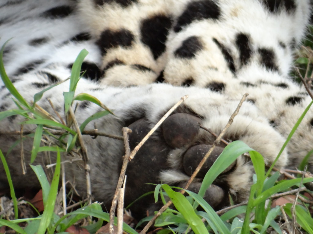 Leopard paw Safari Photo Tips