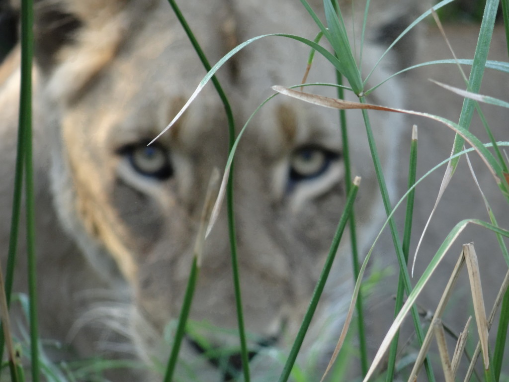Lioness in the grass on safari in Sabi Sand Private Game Reserve Safari Photo Tips