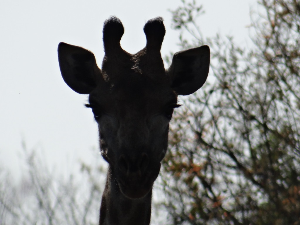 Giraffe safari Sabi Sands - Safari Photo Tips