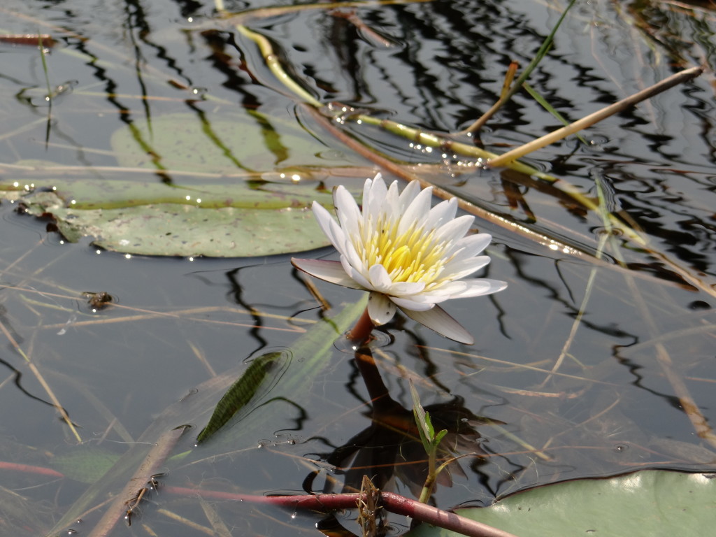 Flower in water - Safari photo tips