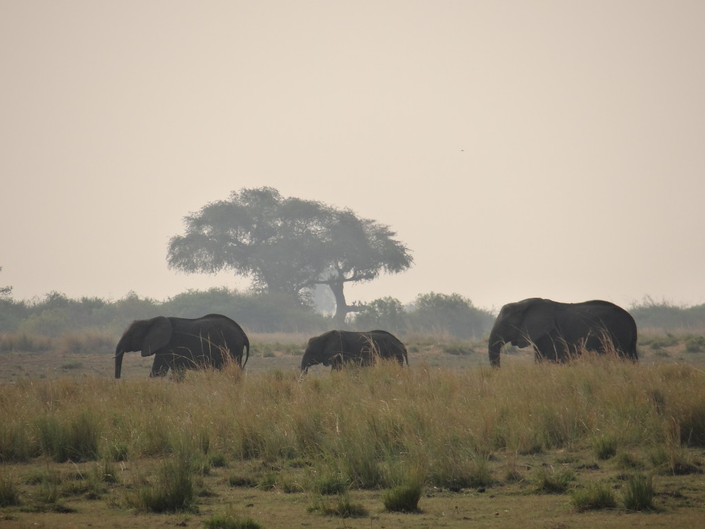 Elephants in Botswana Safari Photo Tips