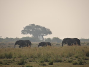 Elephants in Botswana