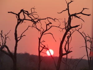 Safari Planning Africa Sunset