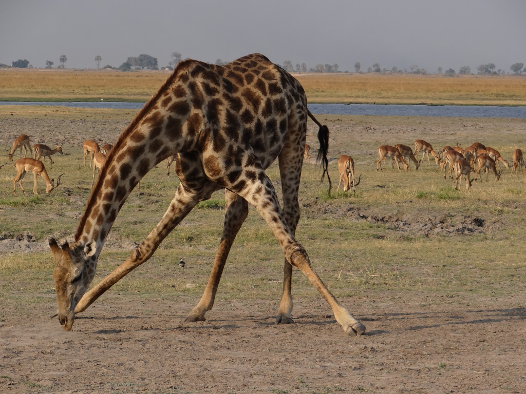 Giraffe safari - Safari Photos Tips