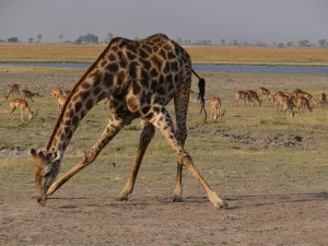 Giraffe safari in Botswana planned by Arden Road Travel PhilaTravelGirl