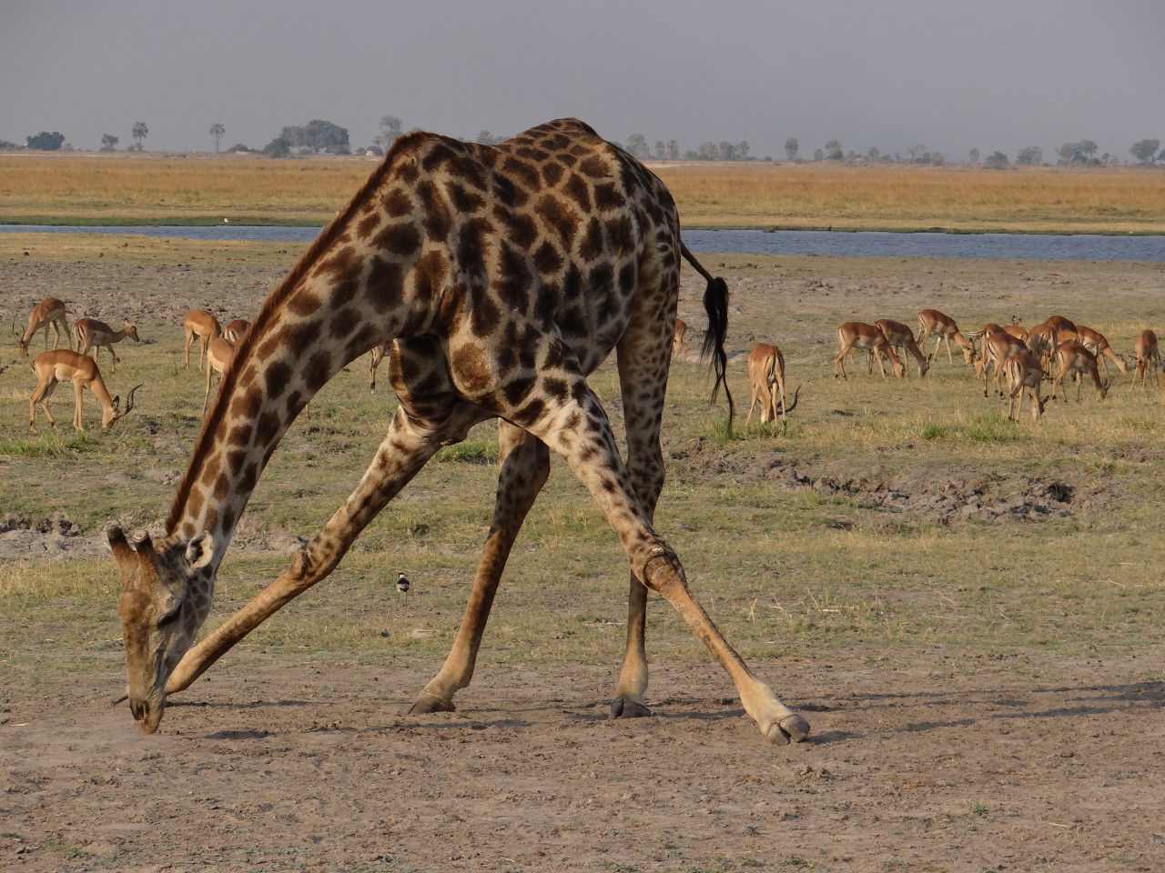Giraffe eating in Botswana safari photo