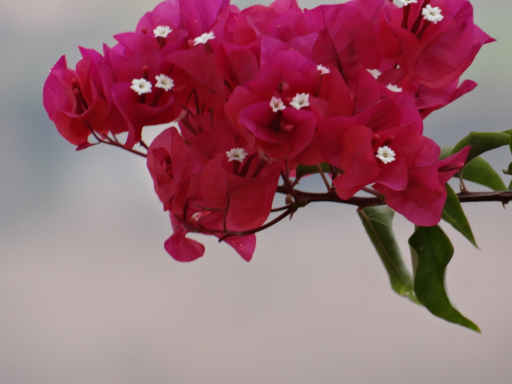 Flowers in Zimbabwe Safari Photo Tips